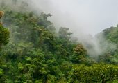 Family Cloud Forest Conservation & Sustainability Volunteer Project, Ecuador