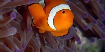 About the Great Barrier Reef