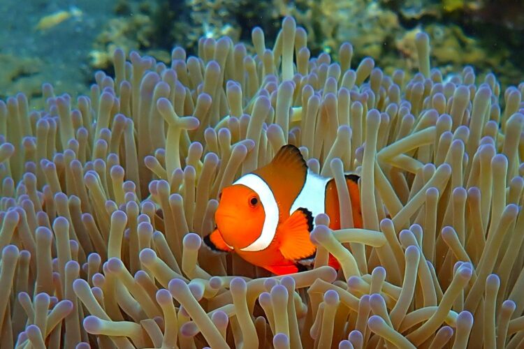Orange and white clownfish in sea anemone