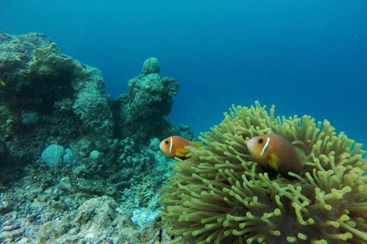 Clownfish in the Maldives
