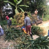 Patil Tchivian, Lebanon