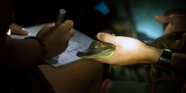 Collecting data on caimans in Costa Rica
