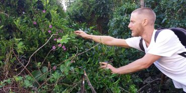 Conservation volunteer in foliage in the Caribbean
