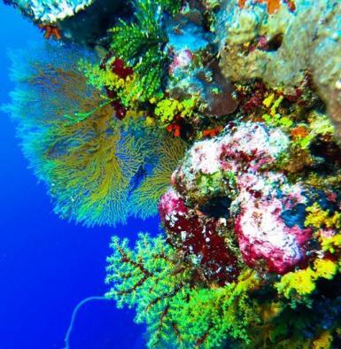 Coral in great barrier reef