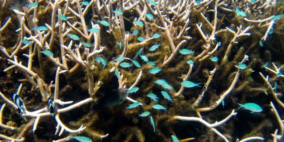 Coral reef conservation in Mauritius