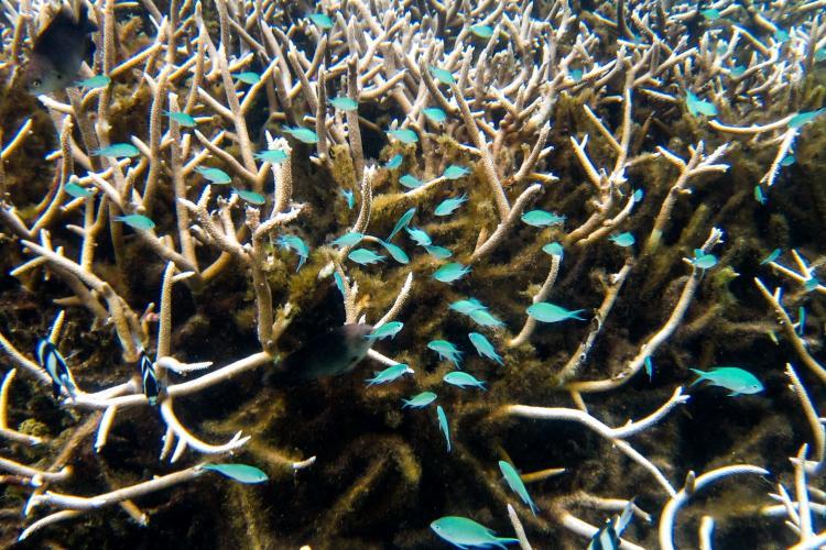 Coral reef conservation in Mauritius