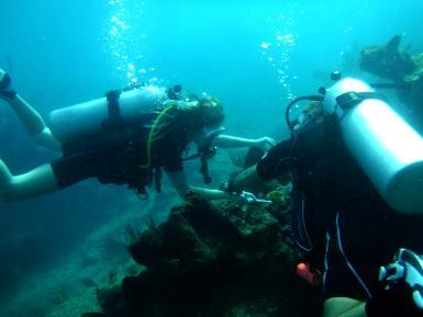 Coral reef project in Statia