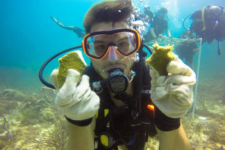 Reef restoration in the Caribbean