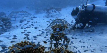 Coral restoration volunteering Maldives