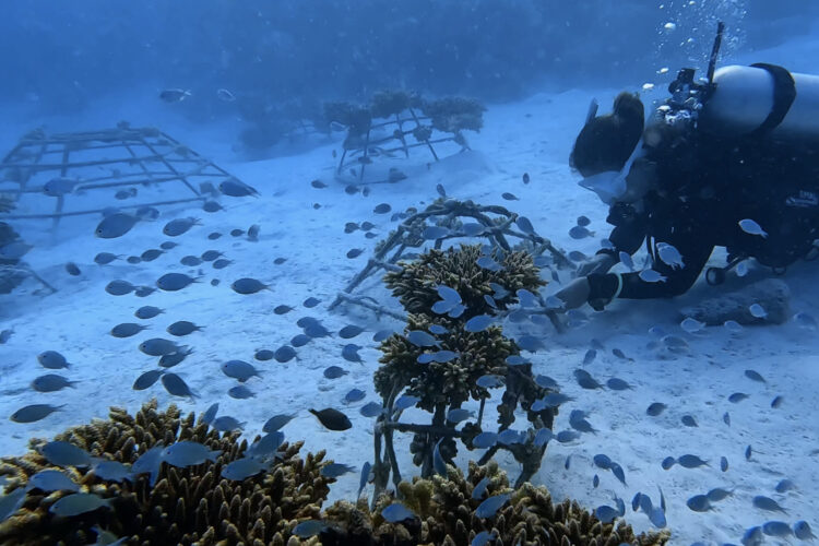Coral restoration volunteering Maldives