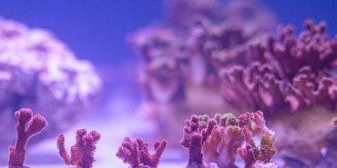 coral reef restoration in Costa Rica