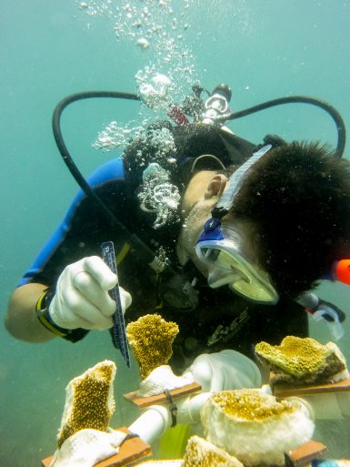 Caribbean Reef Diving | Volunteer in Carriacou | Working Abroad