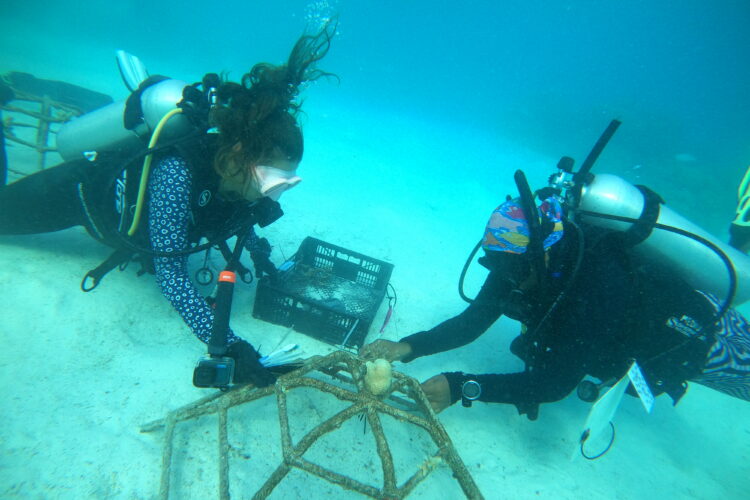 Coral restoration volunteering Maldives
