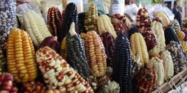 Corn at Cusco market