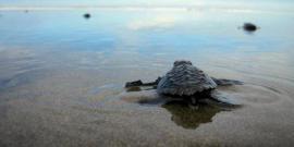 Baby turtle on beach in Costa Rica