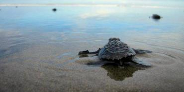 Baby turtle on beach in Costa Rica