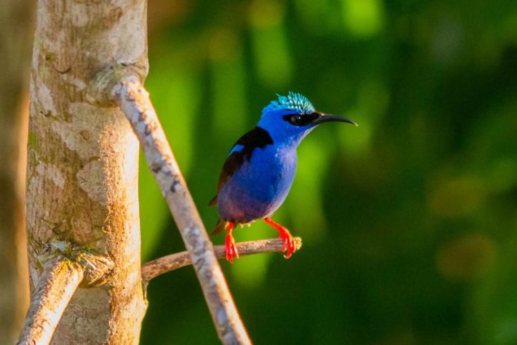 Small blue bird with orange feet sitting on tree branch