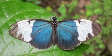 Volunteer with butterflies in Costa Rica