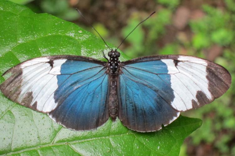 Blue butterly on green leaves