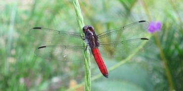 Dragonfly in Costa Rica