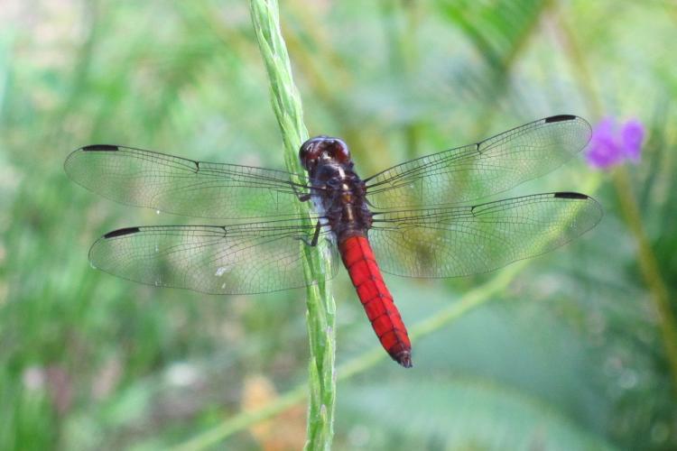 Dragonfly in Costa Rica