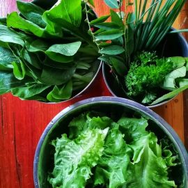 Salad leaves in jars from above
