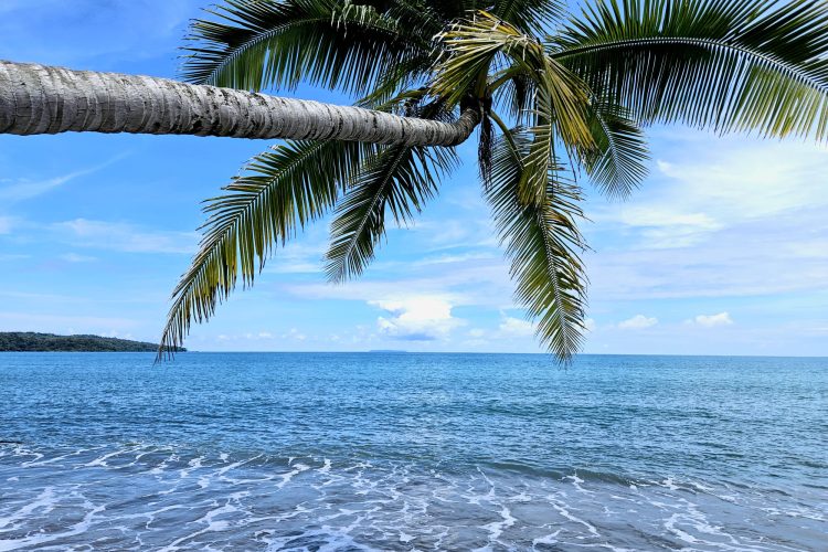 Clear blue sea water with palm tree hanging over the water