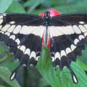 Playa Tortuga Butterfly Garden Volunteering Project, Costa Rica