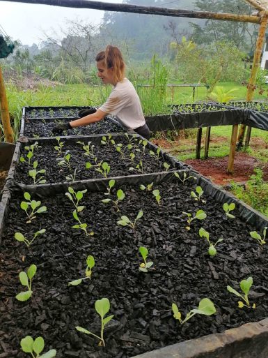 Volunteer looking after nursery seedlings