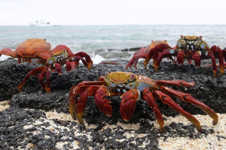 Crabs on the beach in Galapagos