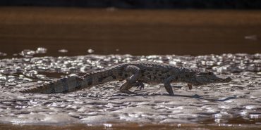crocodilian monitoring