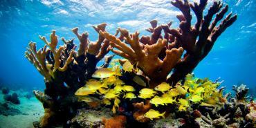 Weird and wonderful marine life: