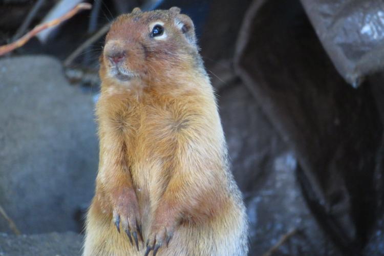 Cute picture of a chipmunk in Oregon