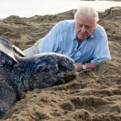 Sir David Attenborough