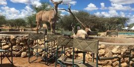 Deer and goat Namibia