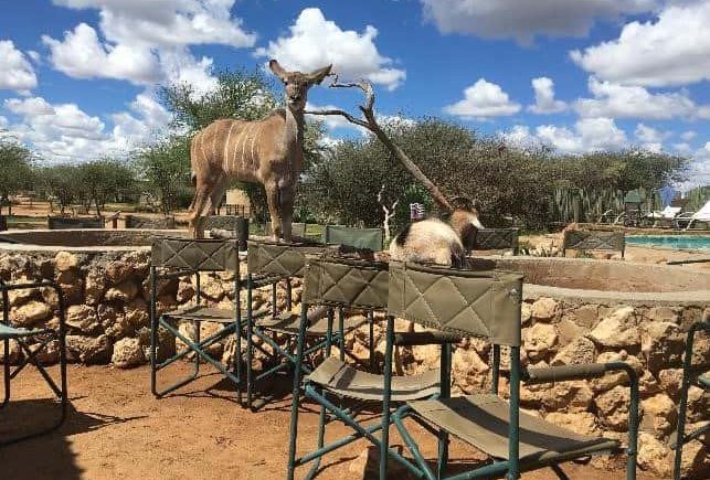 Deer and goat Namibia