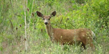 Conservation Threats