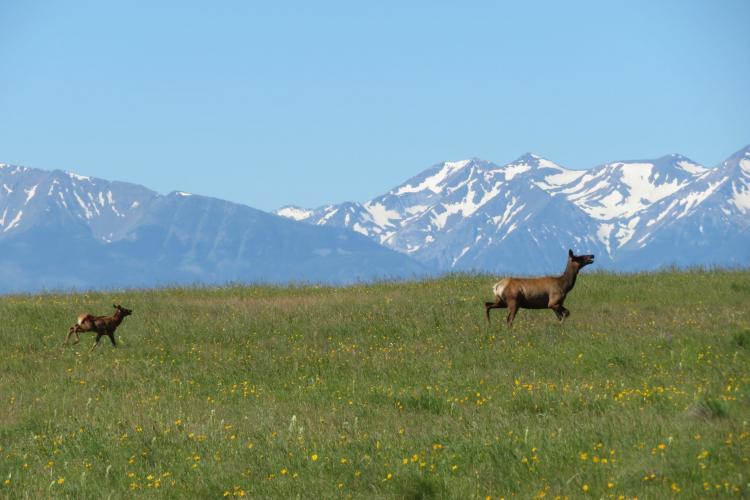 Deer running across the prairie
