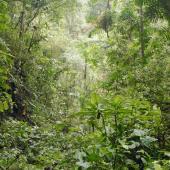 Cloud Forest Conservation Project, Ecuador