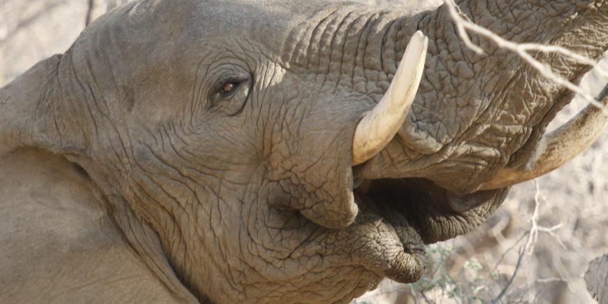 Desert elephant Voortrekker in Namibia