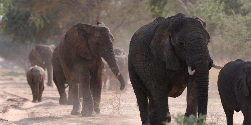 Elephants walking up the dry riverbed of the Huab river in Namibia