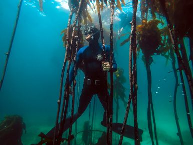 Snorkel in the kelp, False bay