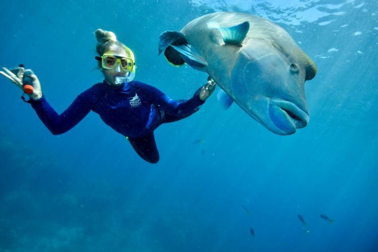Volunteer diving with fish in Australia