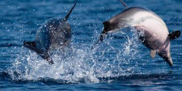 Wildlife and Biodiversity