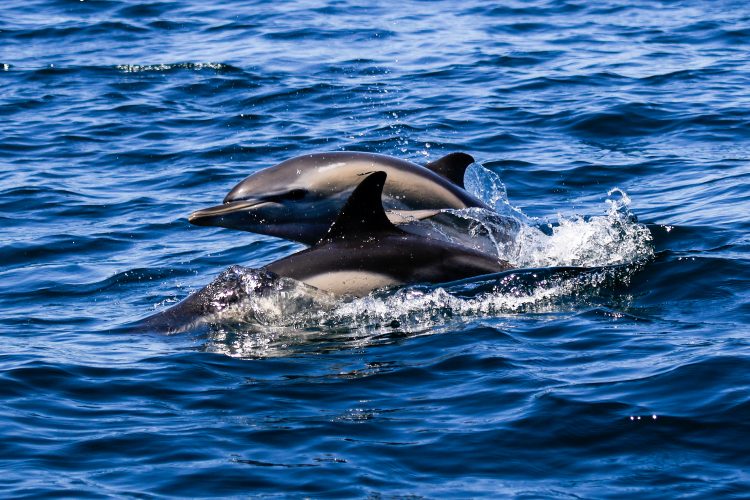Dolphin jumping through the air