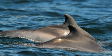 Dorsal fins of dolphins in South Africa