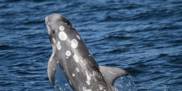 Wildlife and Biodiversity