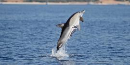 Volunteers watch dolphin breech in Greece