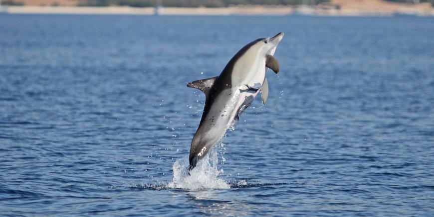 Volunteers watch dolphin breech in Greece