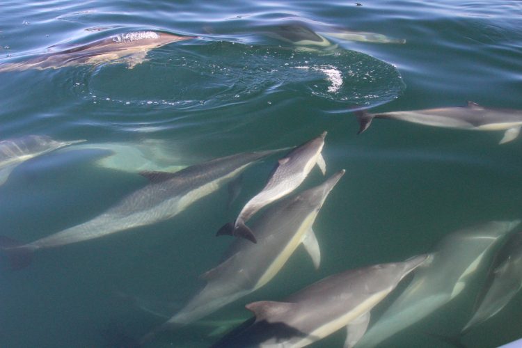 Dolphin Pod SeaSearch